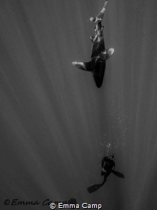 Free diving with an Oceanic White tip by Emma Camp 
